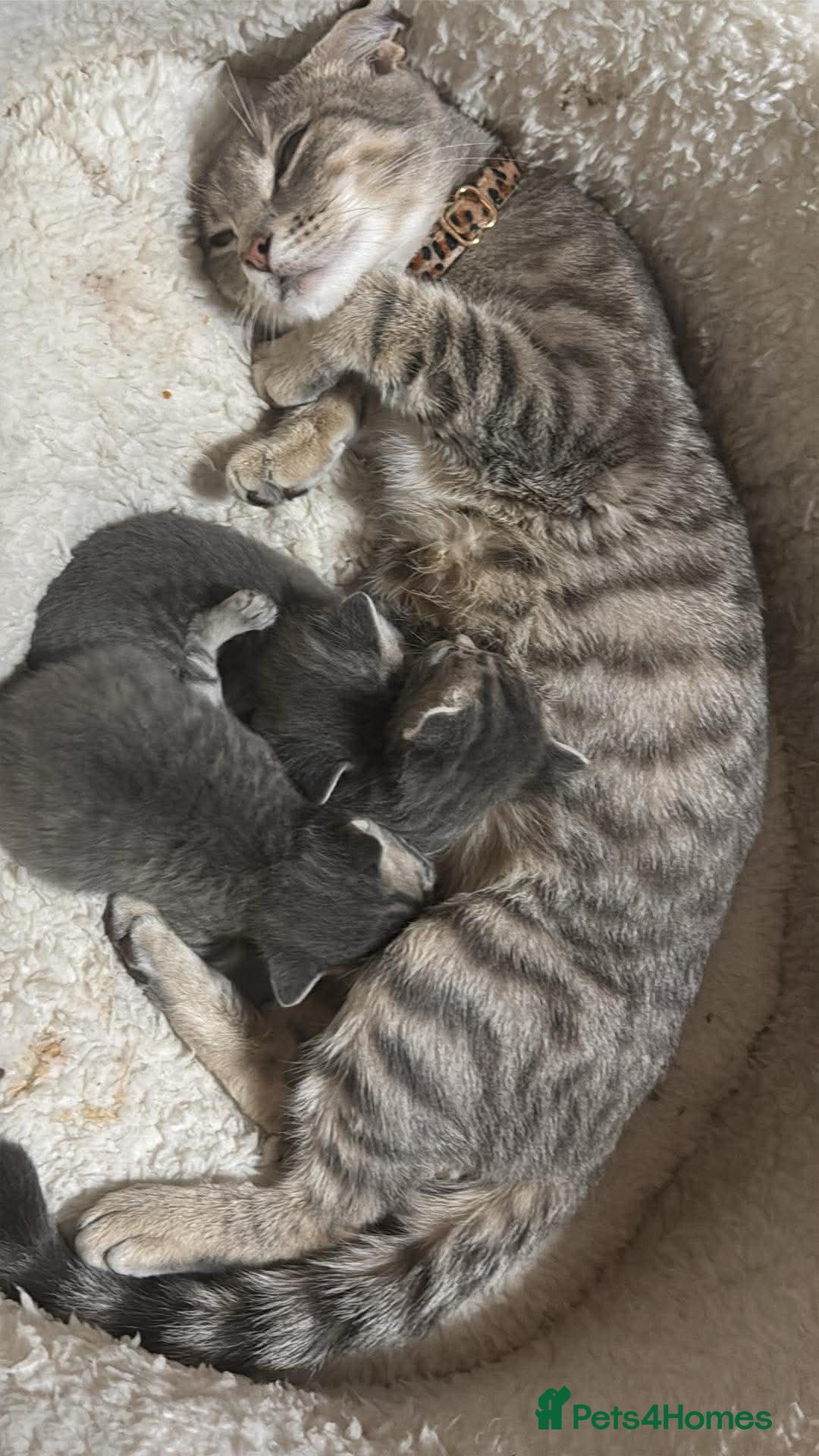 Mixed Breed cats for sale: I have 4 beautiful babies 3 boys 1 girl - Advert 1