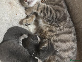 Mixed Breed cats I have 4 beautiful babies 3 boys 1 girl - Advert 1