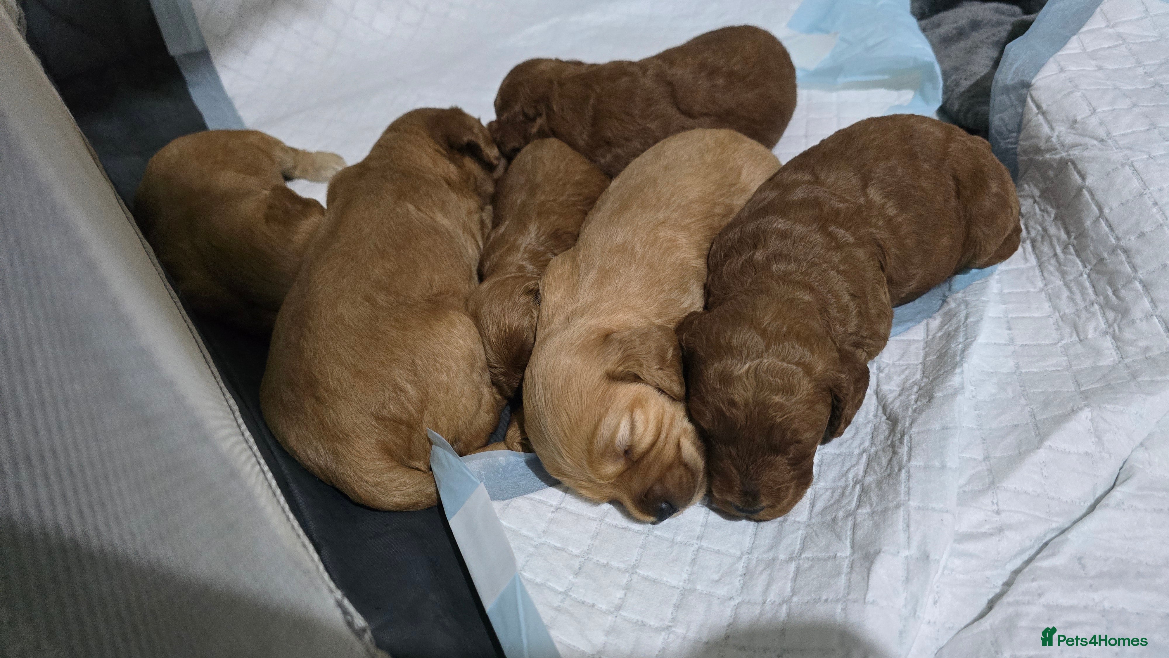 Cockapoo dogs Beautiful cockapoo puppies - Advert 1