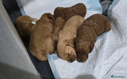 Cockapoo dogs for sale: Beautiful cockapoo puppies - Advert 1