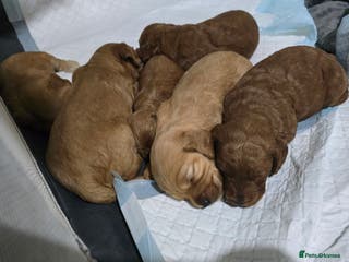 Cockapoo dogs Beautiful cockapoo puppies - Advert 8