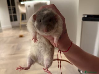 Rat rodents 3 Male Rats - Advert 1