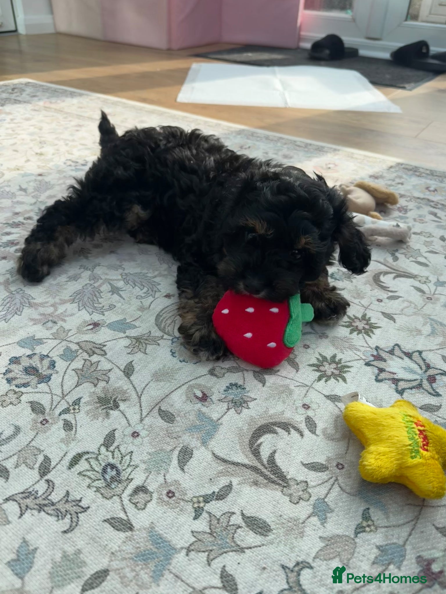 Cavapoo dogs Gorgeous cavapoo boy- ready now! - Advert 1