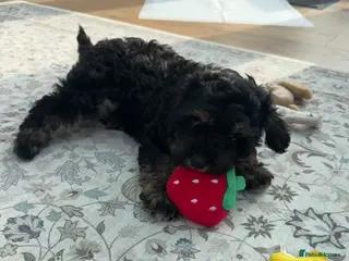 Cavapoo dogs Gorgeous cavapoo boy- ready now! - Advert 1