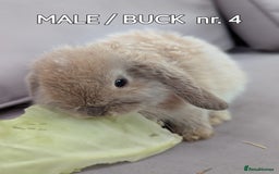 Mini Lop rabbits for sale: CUTE MINI-LOPS - Image 9