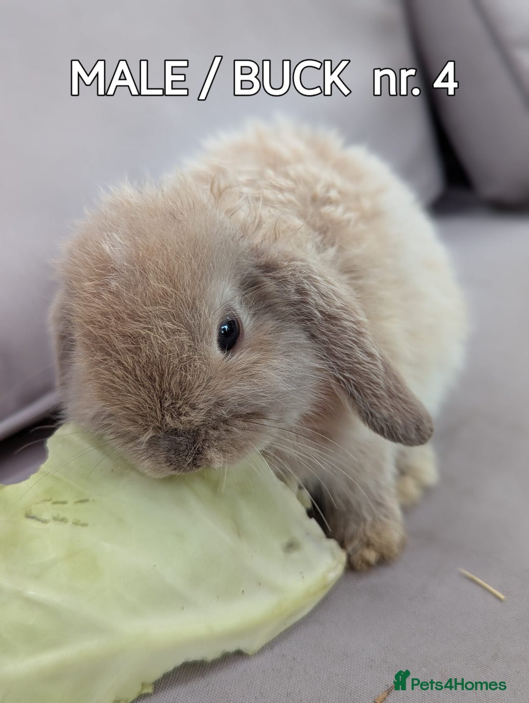 Mini Lop rabbits for sale: CUTE MINI-LOPS - Image 9
