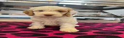 Cockapoo dogs for sale: F1 cockerpoo  - Advert 7