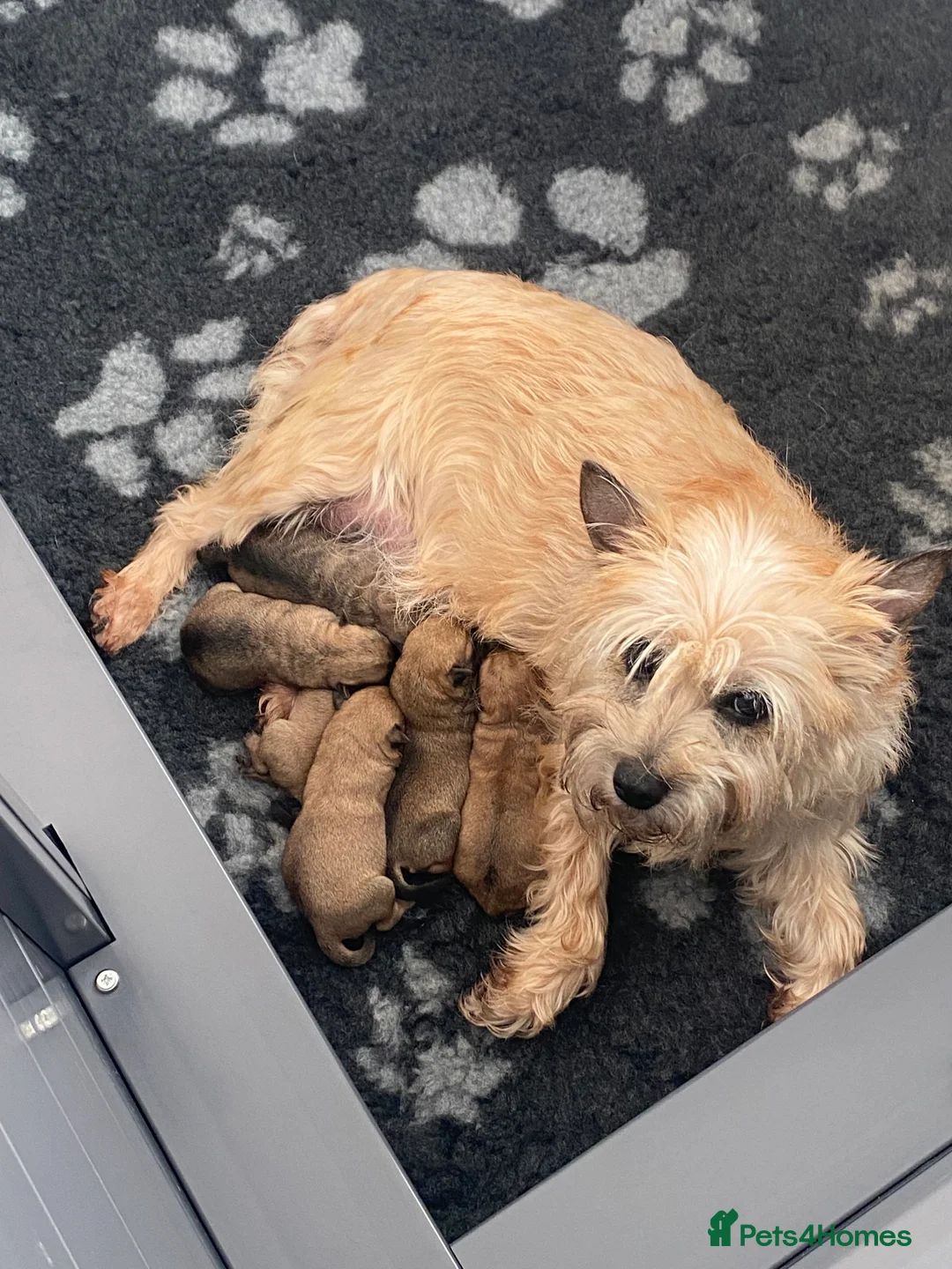 Cairn Terrier dogs for sale: Cailleach Cairn Terriers  - Advert 1