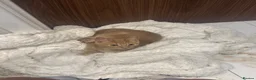 Mixed Breed cats for sale: Kitten  in Leeds - Advert 6