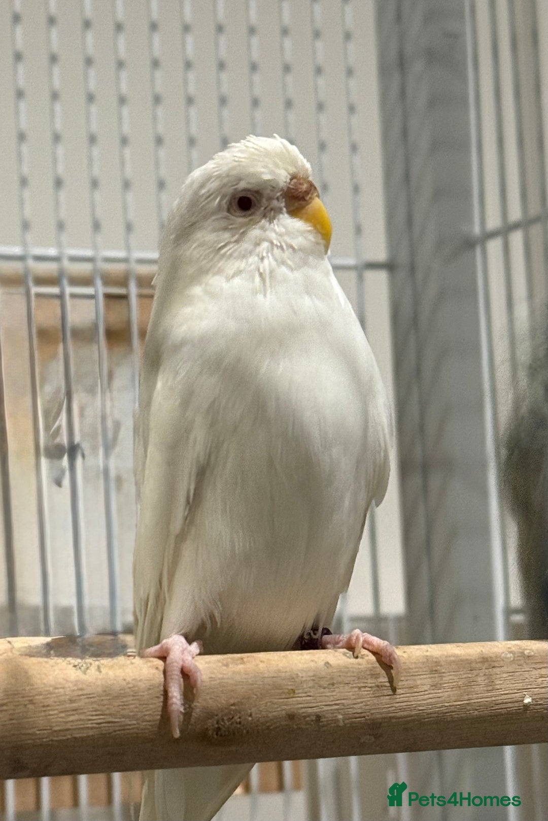 Budgerigars birds for sale: Budgies for sale bonded pair  - Advert 4