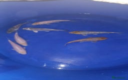 Koi Carp fish for sale: koi carp for sale - Image 4