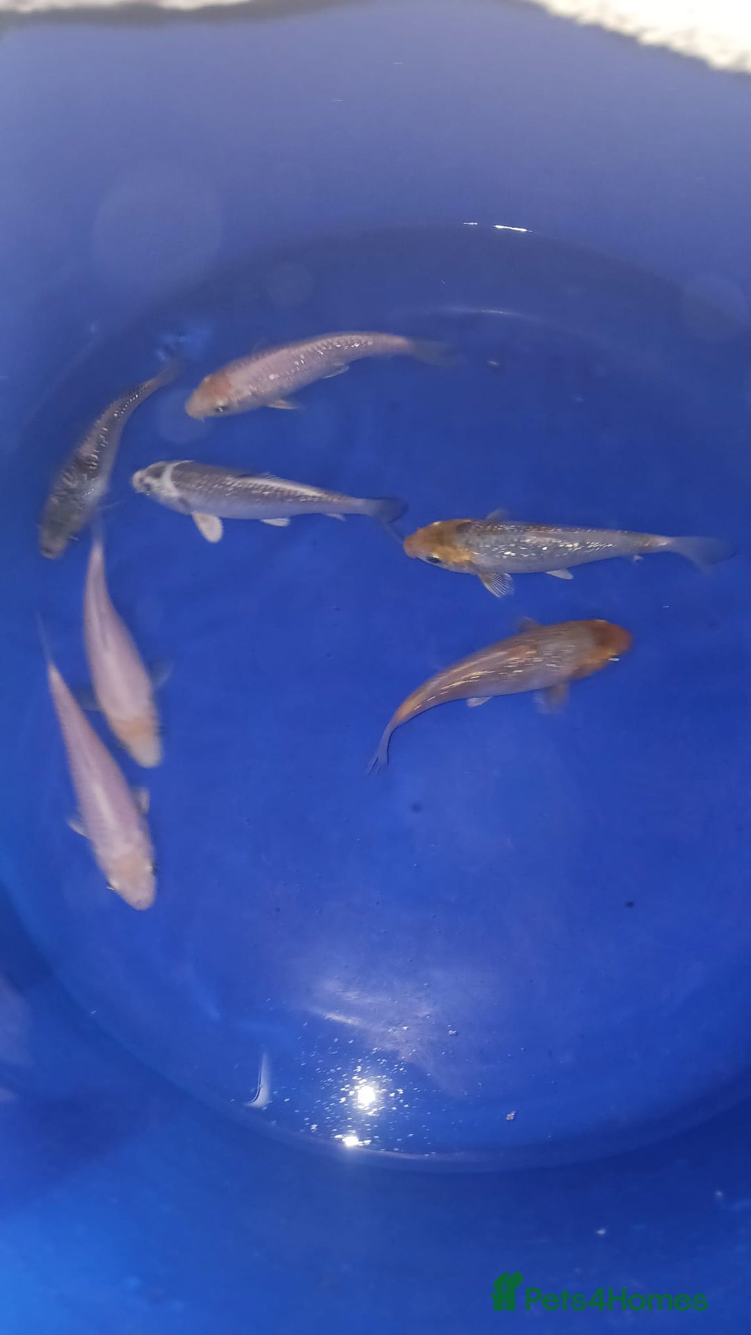 Koi Carp fish for sale: koi carp for sale - Image 4
