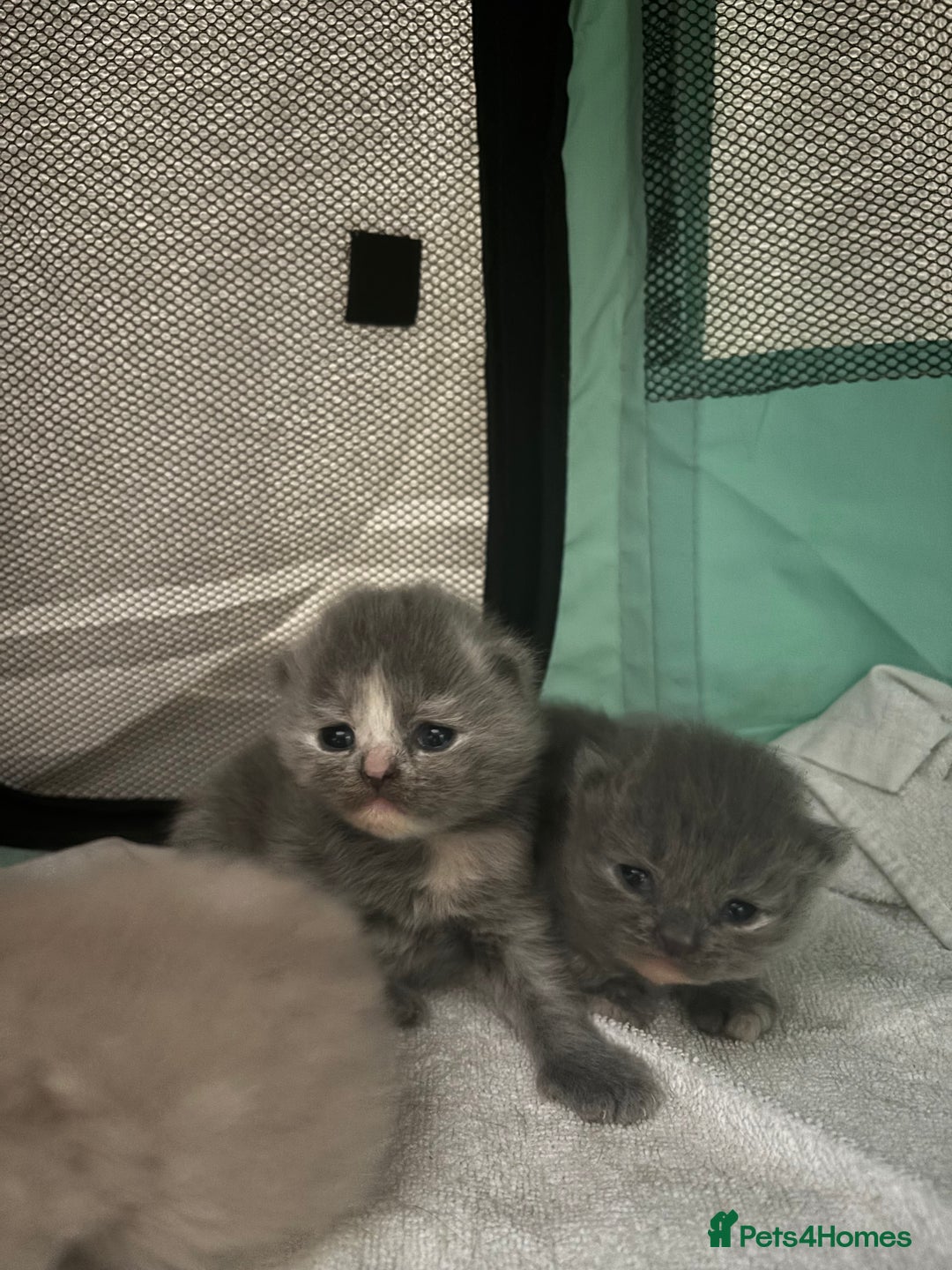 British Shorthair cats for sale: British Short Hair Kittens  - Image 5