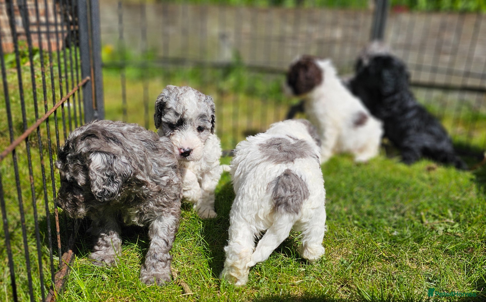 Cockapoo dogs F1b Cockapoos incl. Rare Merle Roans - Advert 16