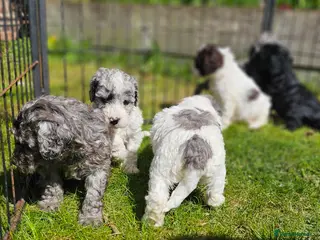 Cockapoo dogs F1b Cockapoos incl. Rare Merle Roans - Advert 16