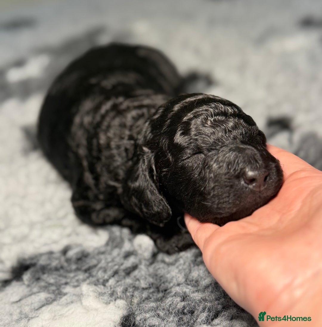 Cockapoo dogs for sale: 🐾 Beautiful F1B Cockapoos –Health Tested Parents  - Image 9