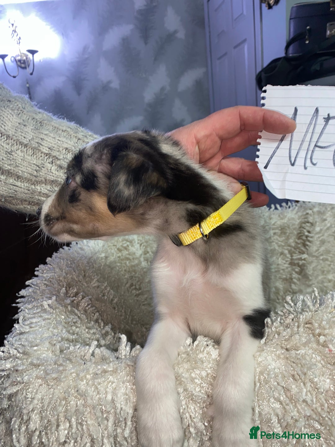 Mixed Breed dogs for sale: Collie lurcher greyhound mix - Advert 22