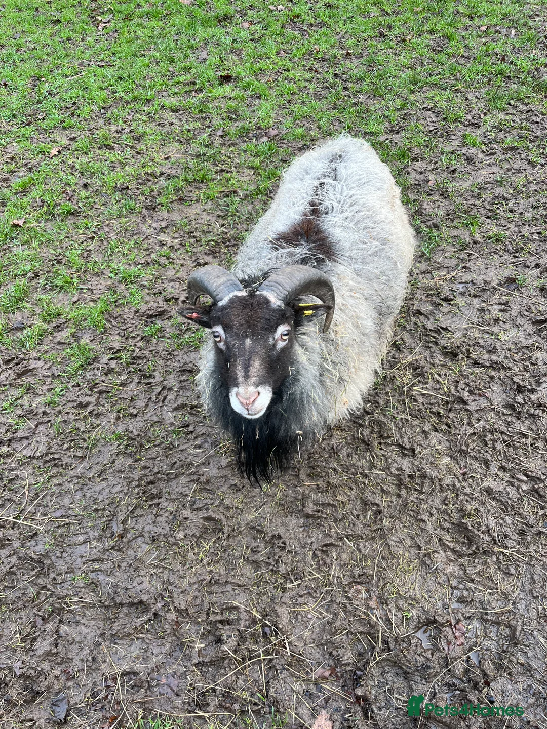 Sheep livestock for sale: 4 wethers for grass cutters- Wirral area - Advert 2