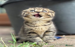 Scottish Fold cats for sale: Beautiful Scottish Fold & Straight Kittens - Image 3