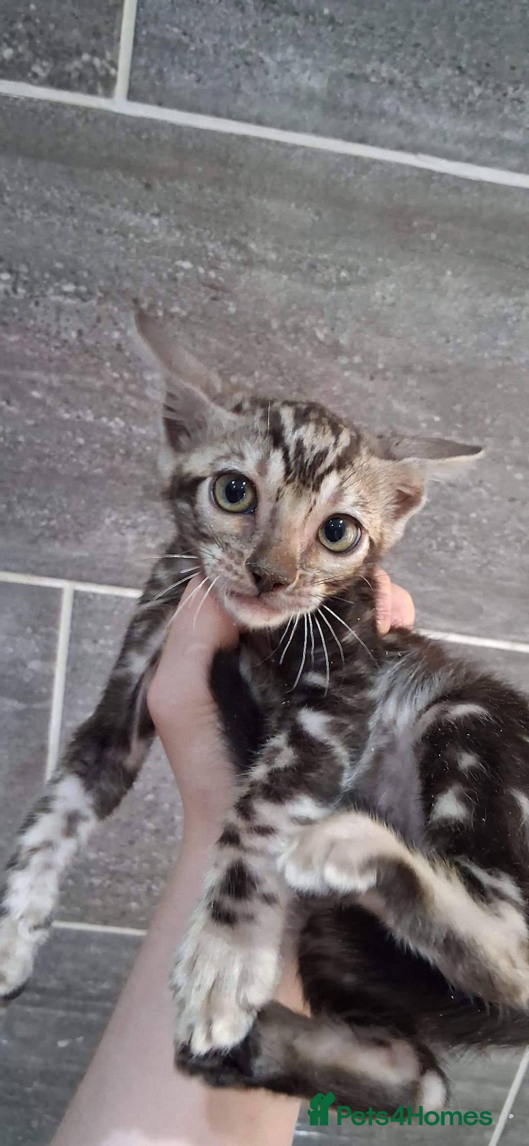 Bengal cats for sale: TICA Brown and Silver Bengal Kittens - Image 6