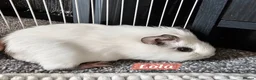 Guinea Pig rodents for sale: 🐹 Female Guinea Pigs Looking for Forever Homes 🐹 - Advert 9