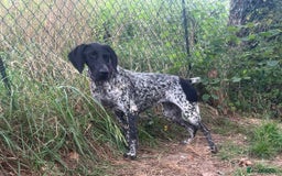 German Shorthaired Pointer dogs for adoption: Dora, a gorgeous young GSP - Image 5