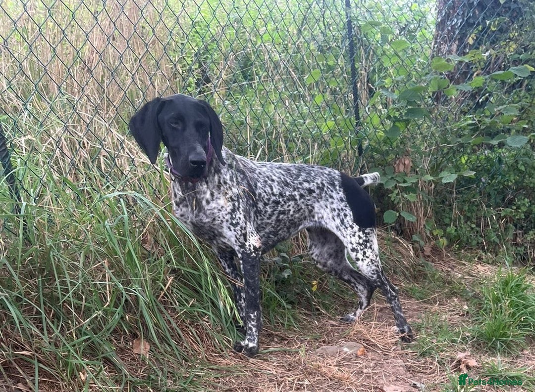 German Shorthaired Pointer dogs for adoption: Dora, a gorgeous young GSP - Image 5