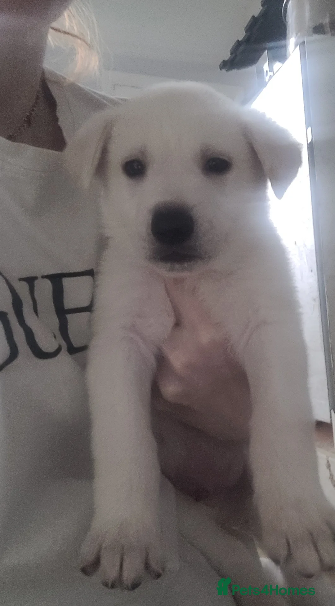 Mixed Breed dogs for sale: Golden shepherd - Advert 18