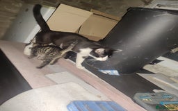 Mixed Breed cats for sale: 5 kittens up for sale/adoption  - Image 2