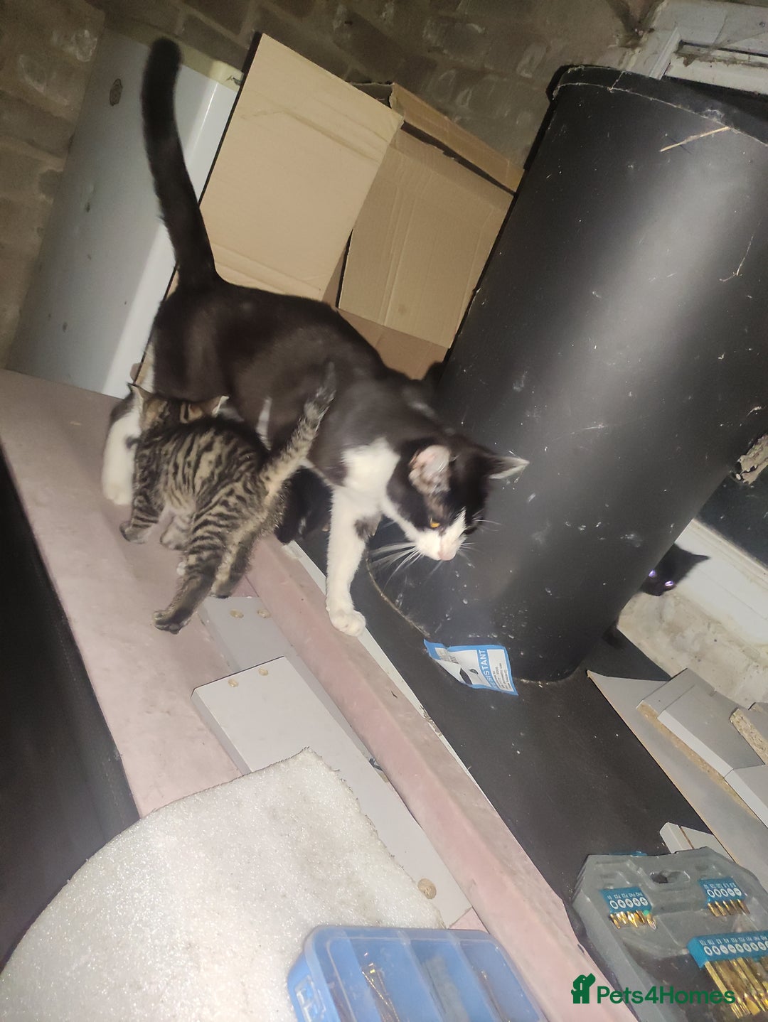 Mixed Breed cats for sale: 5 kittens up for sale/adoption  - Image 2