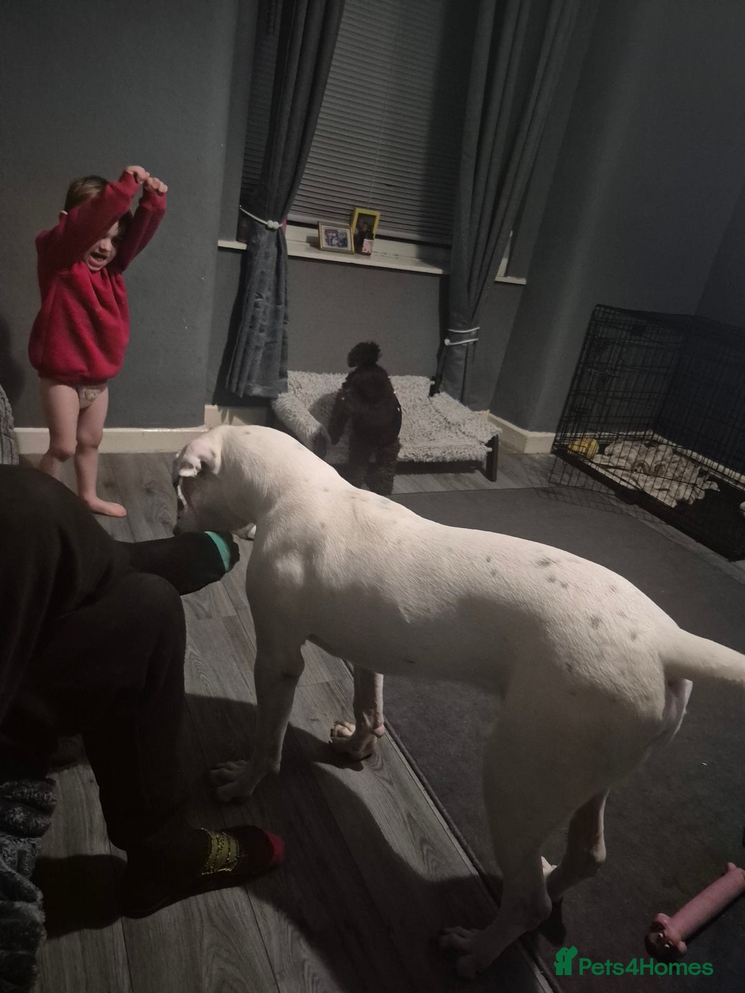 American Bulldog dogs for sale: American bulldog  - Advert 2