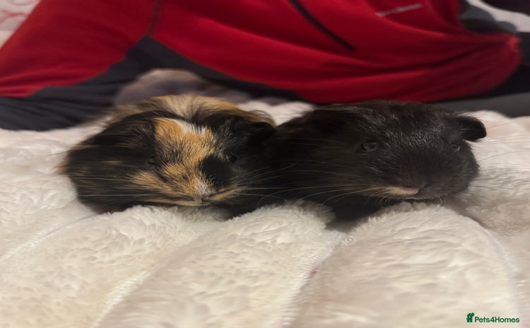 Guinea Pig rodents Two male guinea pigs  - Advert 1