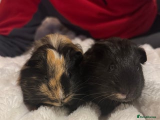 Guinea Pig rodents Two male guinea pigs - Advert 1