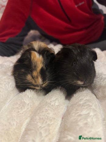 Guinea Pig rodents Two male guinea pigs - Advert 1