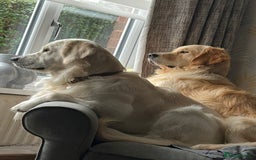 Golden Retriever dogs for sale: 7 gorgeous Golden Retriever puppies for sale - Image 11
