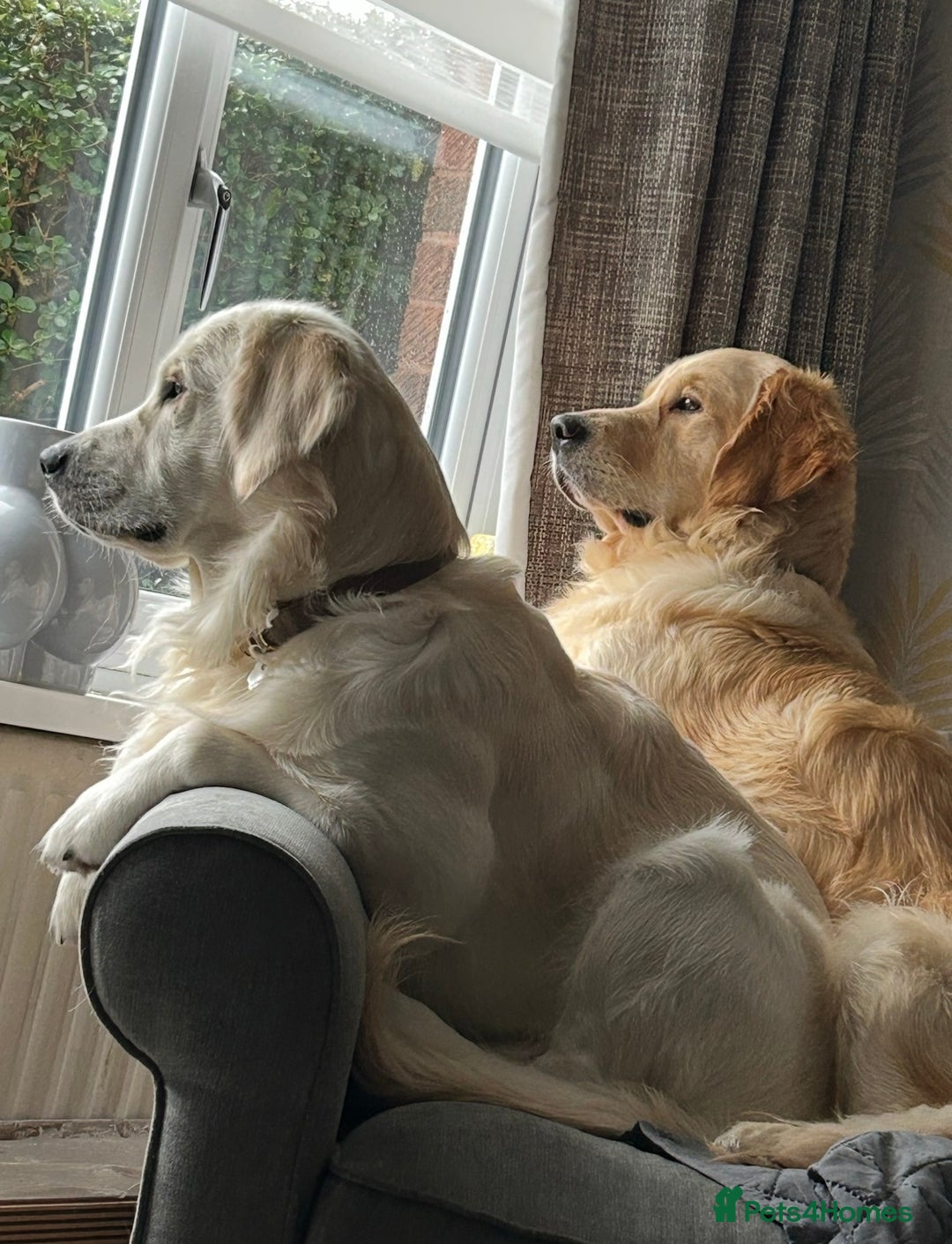 Golden Retriever dogs for sale: 7 gorgeous Golden Retriever puppies for sale - Image 11