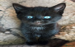 Mixed Breed cats for sale: Beautiful Mixed breed Kittens - Image 3