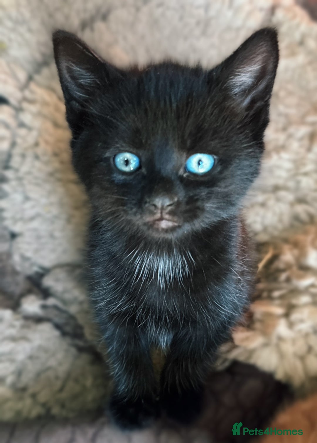 Mixed Breed cats for sale: Beautiful Mixed breed Kittens - Image 3