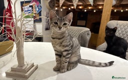 Bengal cats for sale: Stunning Bengal Kittens - Image 10
