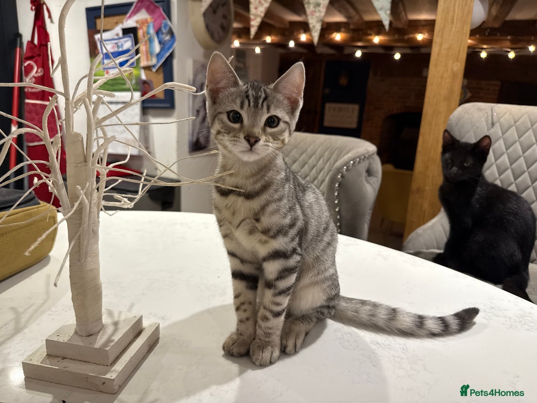 Bengal cats for sale: Stunning Bengal Kittens - Image 10