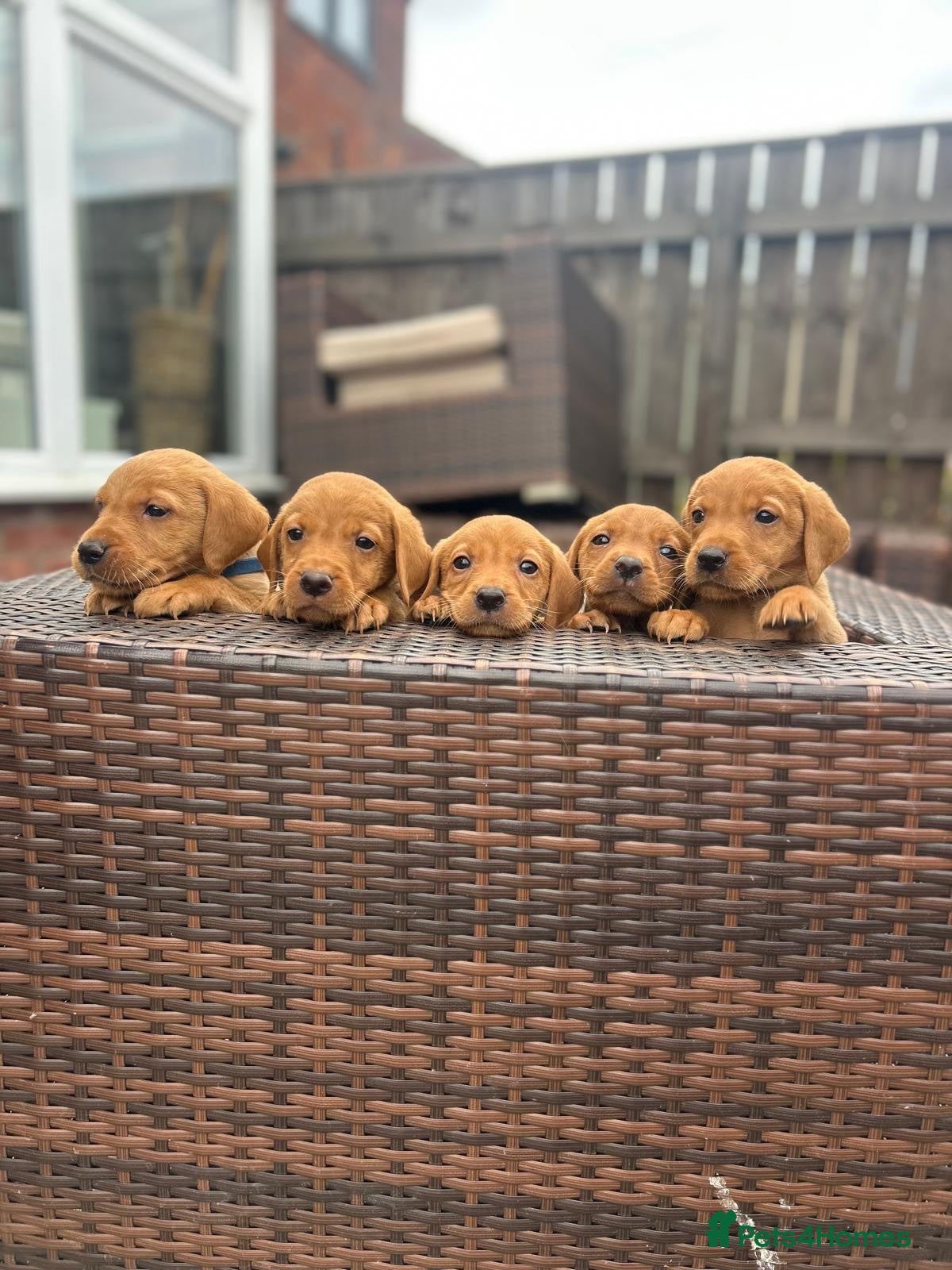 Labrador Retriever dogs Stunning working Labrador puppies  - Advert 1