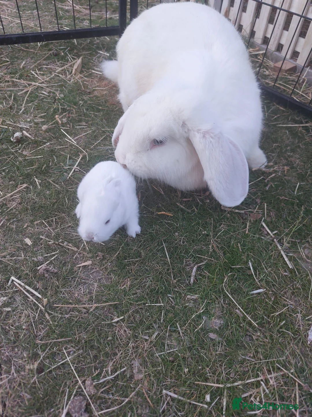 French Lop rabbits for sale: French Lop babies - Advert 4