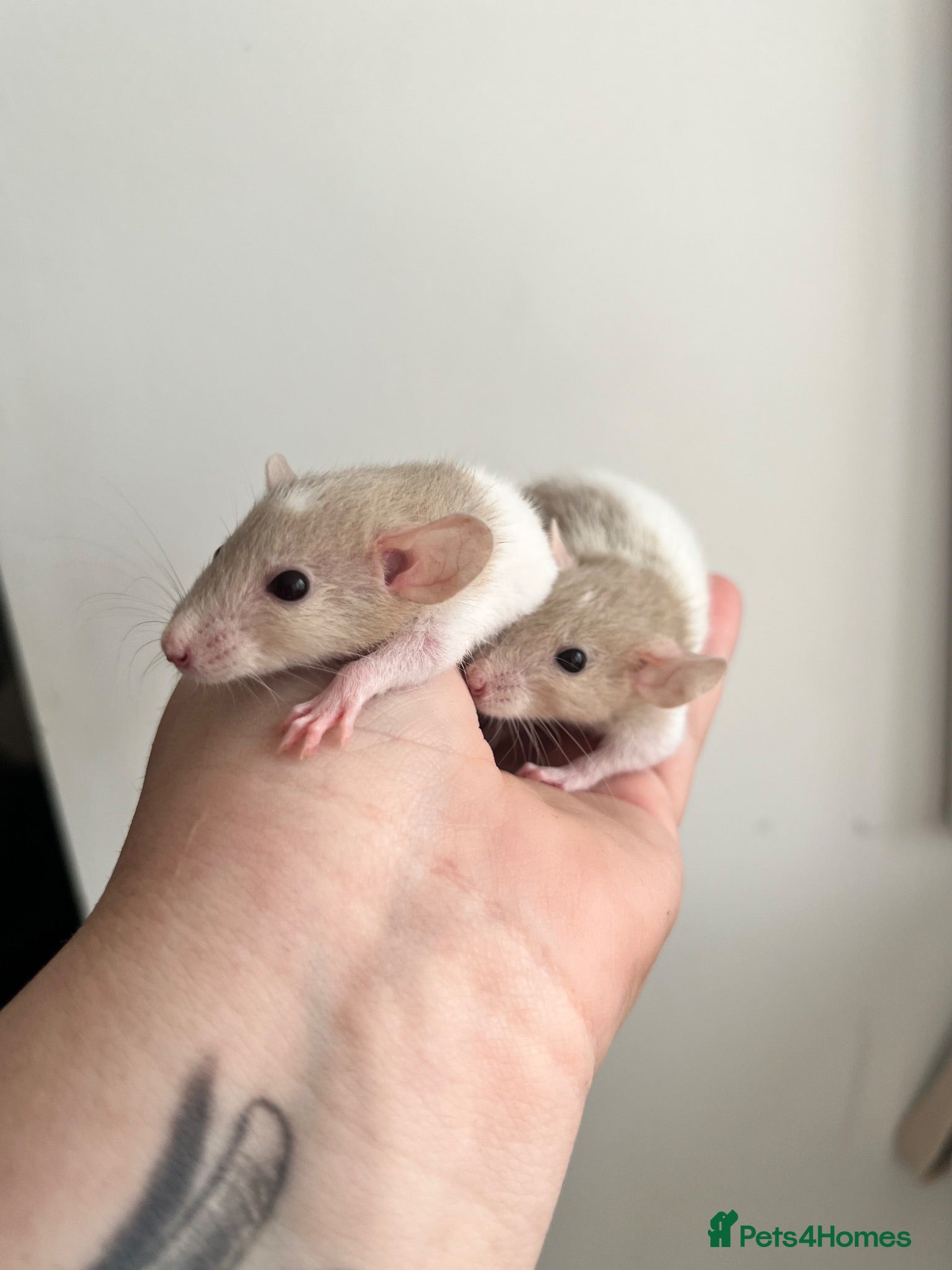 Rat rodents Dwarf Rats - Advert 1