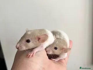 Rat rodents Dwarf Rats - Advert 1