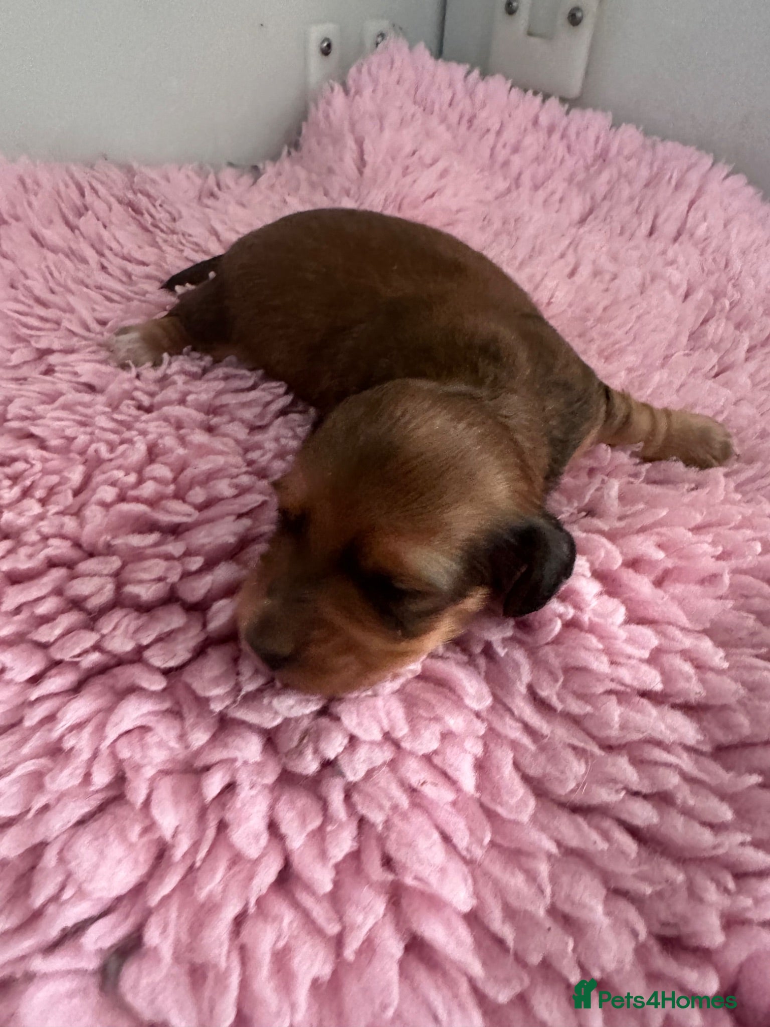 Miniature Dachshund dogs IVDD screened, Kc Reg & Health Tested Parents  - Advert 12