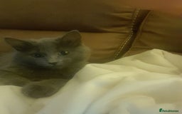 British Longhair cats for sale: British blue longhair - Image 7