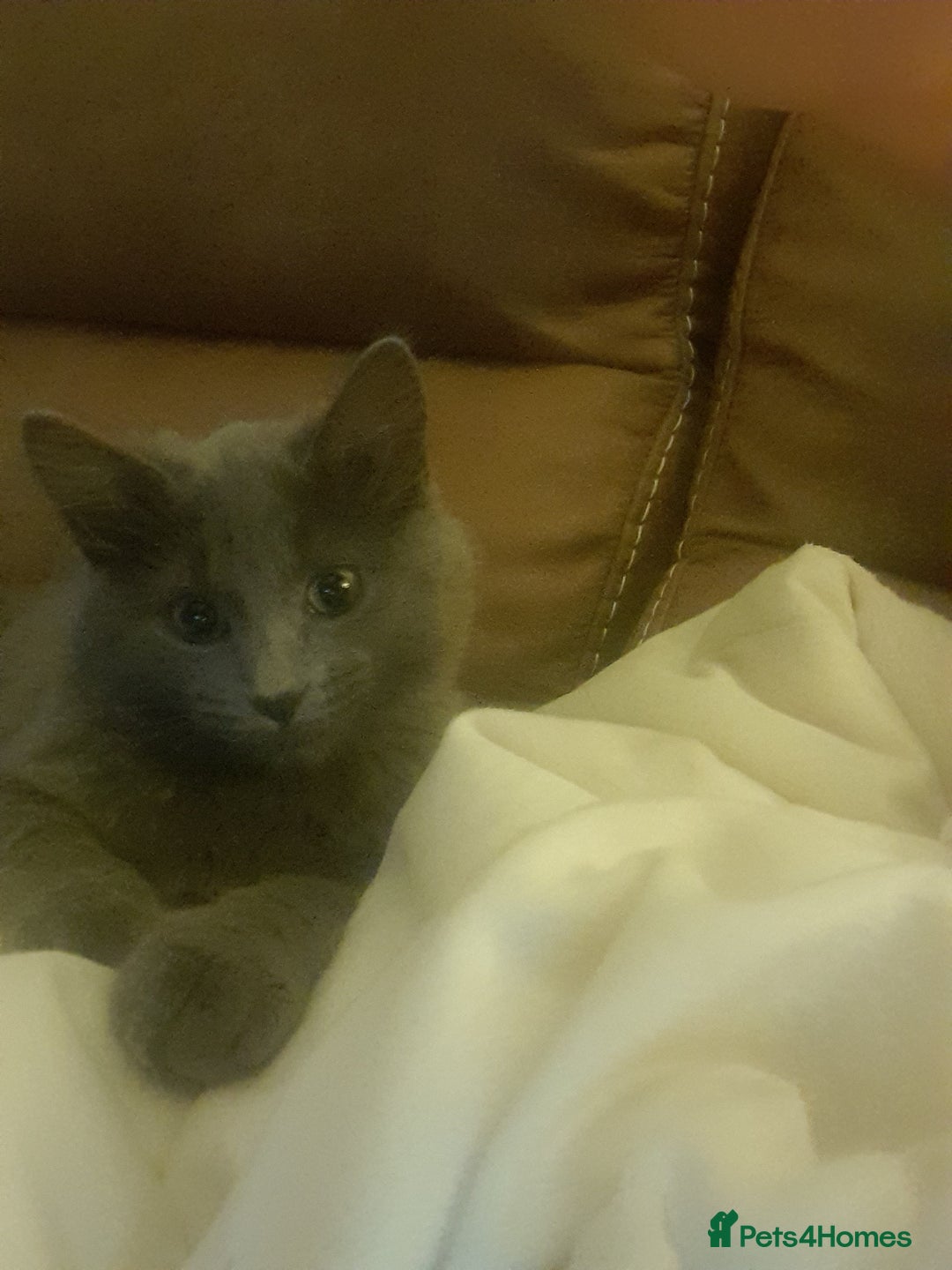British Longhair cats for sale: British blue longhair - Image 7