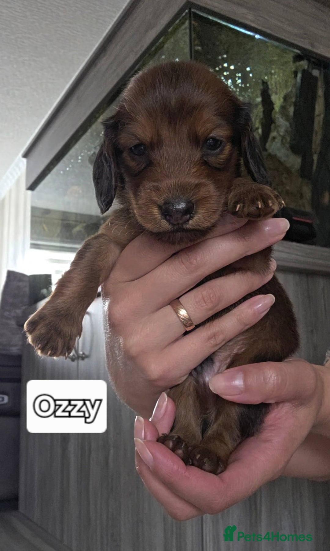 Dachshund dogs for sale: Red long-haired standard dachshund puppies - Image 5