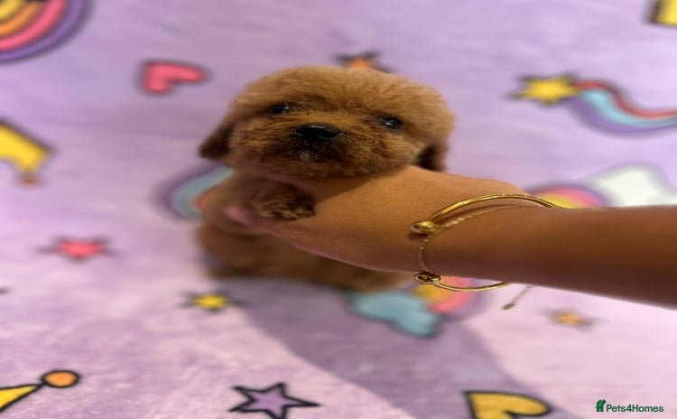 Cavapoo dogs - Advert 5