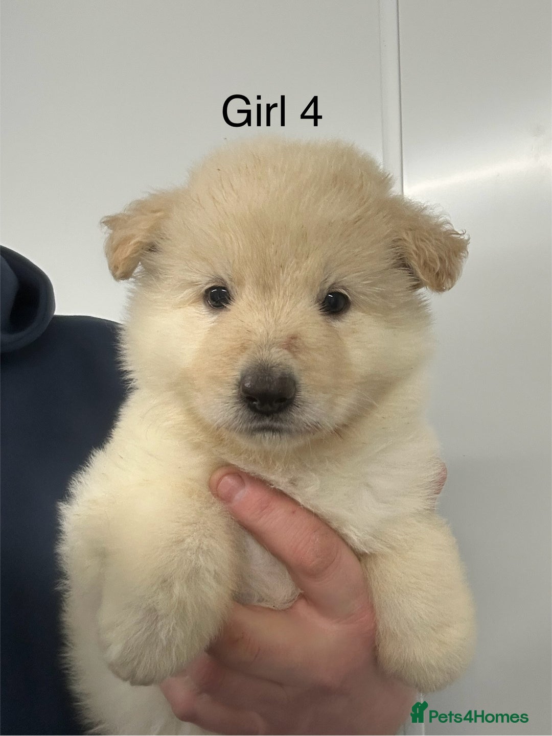 German Shepherd dogs for sale: Traditional Long Coat, Straight backed GSD Puppies - Advert 6